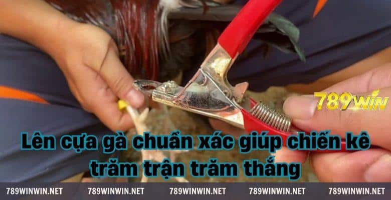 Lên cựa gà chuẩn xác giúp chiến kê trăm trận trăm thắng 4 cach len cua ga